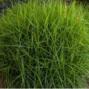 Turzyca Palmowa - Carex Muskingumensis 'Little Midge'