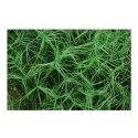 Turzyca Palmowa - Carex Muskingumensis 'Little Midge'