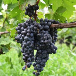 Winorośl owocowa Vitis 'Leon Millot' - winogrona czerwone