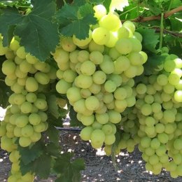 Winorośl owocowa - Vitis 'Solaris'