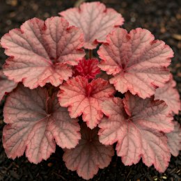 Żurawka - Heuchera 'Forever Red'