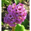 Bergenia sercolistna - Bergenia cordifolia 'Rotblum'
