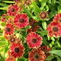 Helenium X Hybridum Bandera Dzielżan Ogrodowy