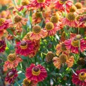 Helenium X Hybridum Bandera Dzielżan Ogrodowy
