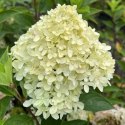Hortensja bukietowa kremowobiała - sadzonka C3