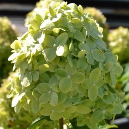 Hortensja bukietowa limonkowozielona C3