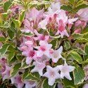 Krzewuszka cudowna - Weigela florida 'Nana Variegata'