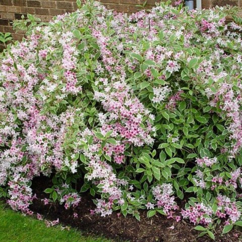 Krzewuszka cudowna - Weigela florida 'Nana Variegata'
