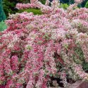 Krzewuszka cudowna - Weigela florida 'Nana Variegata'