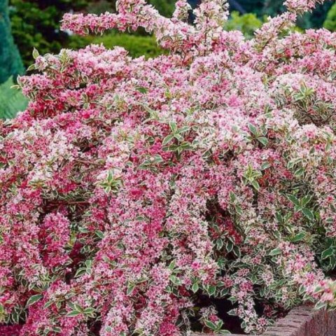 Krzewuszka cudowna - Weigela florida 'Nana Variegata'