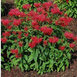 Pysznogłówka 'Fireball' (Monarda didyma) - sadzonka