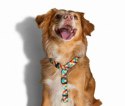 ZEE DOG Szelki H Phantom L